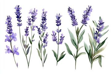 Naklejka premium Set of watercolor elegant lavender sprigs hand drawn on white background