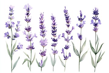 Fototapeta premium Set of watercolor elegant lavender sprigs hand drawn on white background