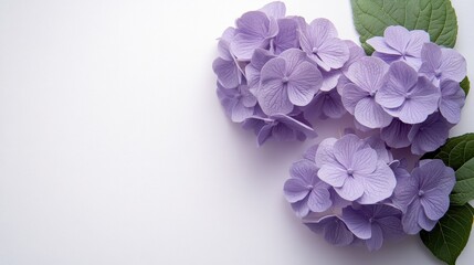 A vibrant hydrangea bloom, a cascade of soft lavender, rested gracefully on a pristine white card, inviting the imagination to fill its pages with words of love, gratitude, or inspiration.