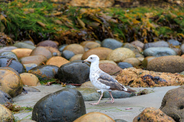 Fototapeta premium California Gull, Larus californicus, checking for fresh seafood between rocks in tidal basin of Tourmaline Surf Park at North Pacific beach, San Diego, California