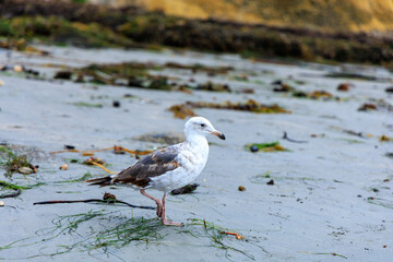 California Gull (Larus californicus) in Tidal Basin of Tourmaline Surf Park