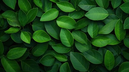 Lush green leaves creating a vibrant natural backdrop