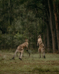 Kangaroo fighting in the wild during a dramatic wildlife battle in Australia, showcasing natural animal behavior and powerful kangaroos in action, perfect for wildlife photography enthusiasts.