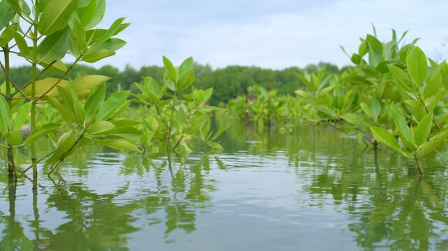 Young Mangrove Seedling Growing in Tropical Swamp Farm. Mangrove Planting Reforestation and Coastal Restoration. Mangroves forest, mangroves swamp, mangrove tree. Wave barriers, wave breaker.