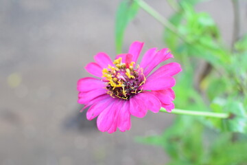 Obraz premium Beautiful pink Zinnia Flower in Bloom – Macro Photography. Close-Up of a Fresh pink Zinnia Flower with Petal Details. Elegant pink Zinnia Flower Isolated in Nature. Bright pink Zinnia Blossom