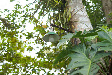 Lamp in tropical garden photography