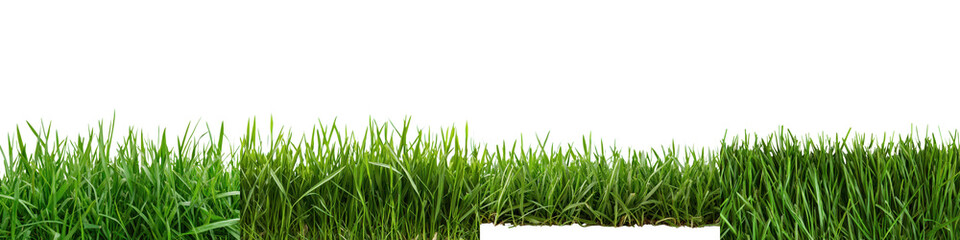 Fototapeta premium Lush verdant field of freshly grown green grass in a rural outdoor environment