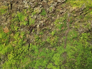 Abstrak green moss on stone texture background 
