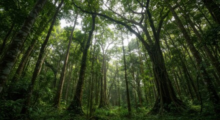 Lush Green Forest with Towering Trees and Sunlight Filtering Through Canopy