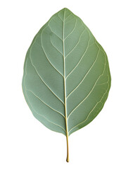 Obraz premium One eucalyptus leaf isolated on a transparent background
