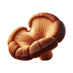 Lingzhi Mushroom isolated on transparent background
