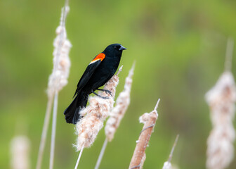 red winged blackbird perched on a red