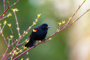 Red winged blackbird perched on a branch