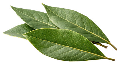 Fresh green bay leaves isolated on a white background showing their natural texture and shape	