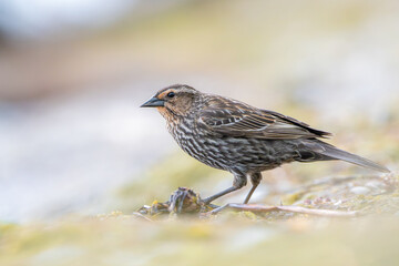 Fototapeta premium Red-winged Blackbird (female) on the ground