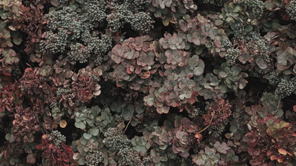dense cluster of small, textured leaves and round seed pods creates rich tapestry of earthy tones, showcasing intricate beauty of nature patterns