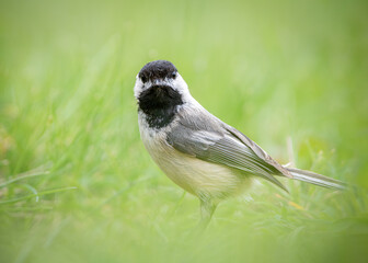 Black-capped Chickadee on the grass