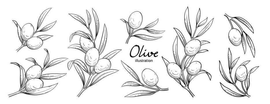 Olive hand drawn style vector illustration set