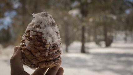 Pine cone in snow