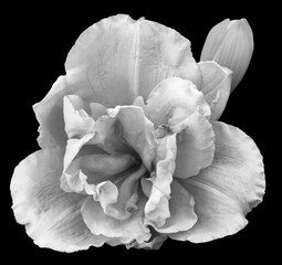 Lily  flower  on black isolated background. Close up. 