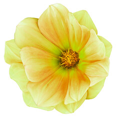 Dahlia flower  on a  white isolated background with clipping path. Closeup.  Nature.