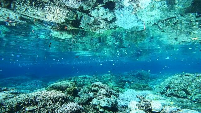 Shallow coral reef in Solomon Islands.