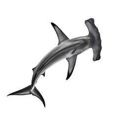 Obraz premium a beautiful dolphin