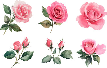 Fototapeta premium pink roses on white background
