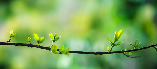 Fresh green leaves on a branch in spring sunlight