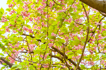 Fototapeta premium Pink double cherry blossoms are in full bloom on a clear day