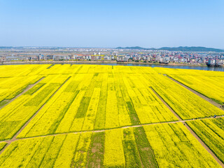 Aerial photography of rapeseed flowers, spring in China