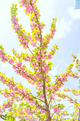 Pink double cherry blossoms are in full bloom on a clear day
