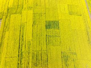 Aerial photography of rapeseed flowers, spring in China