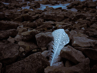 A Close-Up Feather with Water Droplets - Macro Photography
