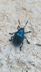 Even bugs know their love
