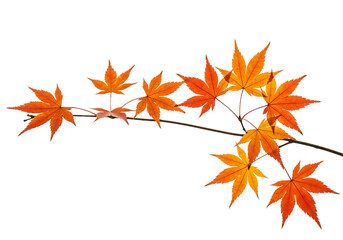 Minimalist Fall Concept: Maple Branch with Colorful Leaves