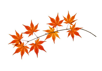 Isolated White Background with Maple Leaf Design