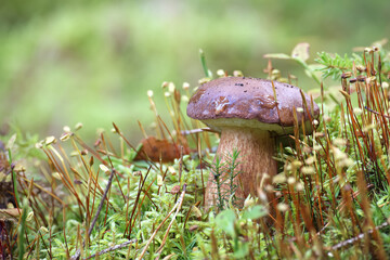 Pine bolete mushroom growing in moss