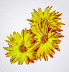 Chrysanthemum   flower isolated on a  white background. Close-up. For design. Nature.