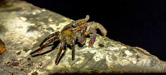 Crab on The ground