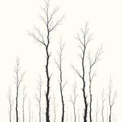 Obraz premium Sparse bare trees in a white monochrome forest scene