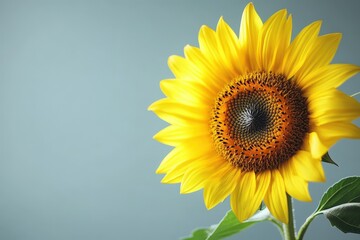 Obraz premium A vibrant yellow sunflower blooming against a soft blue background