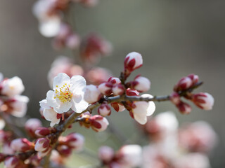 Obraz premium 早春の美しい梅の花