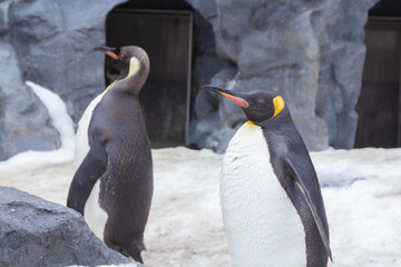 A cute parade of penguins during winter at a zoo in Hokkaido, which can be seen from December to Mid March in Asahikawa City