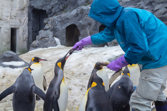 A cute parade of penguins during winter at a zoo in Hokkaido, which can be seen from December to Mid March in Asahikawa City