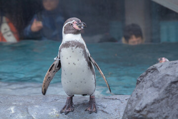 A cute parade of penguins during winter at a zoo in Hokkaido, which can be seen from December to...