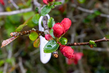 日本建築探訪　知覧の武家屋敷
