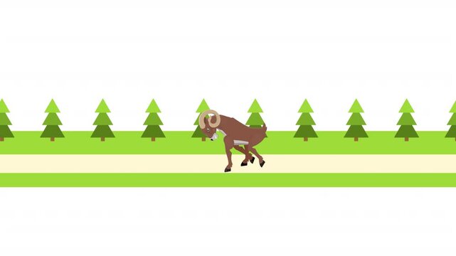 Ram. Animation of a ram animal running in a rural landscape, alpha channel. Cartoon.