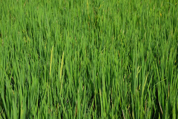 Rice plant starting to grow seeds.Agriculture industry concept.Natural green pattern and texture background.For graphic design,3D rendering and banner background