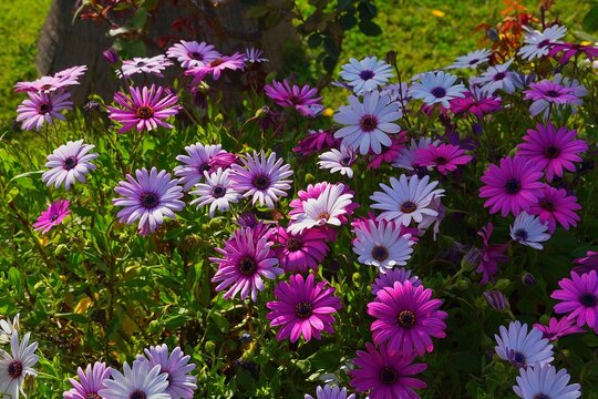 Dimorphotheca, or Osteospermum ecklonis pink and white daisy flowers